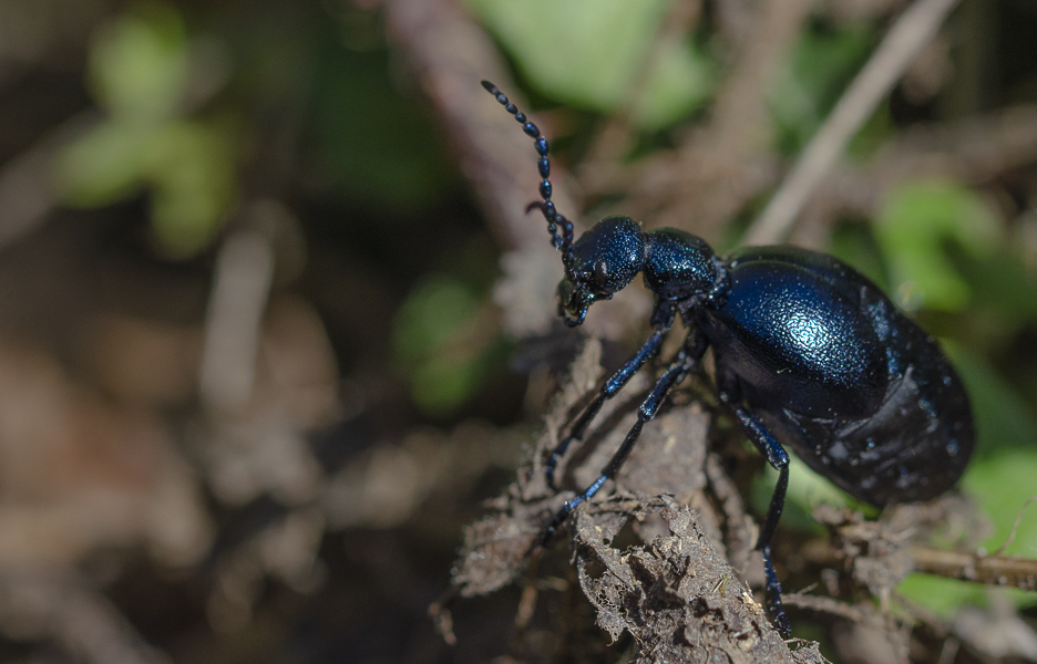 Méloé violacée Meloe violaceus-1-2.jpg