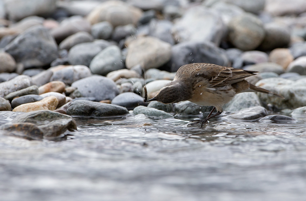 _MGL6562 - phrygane.jpg