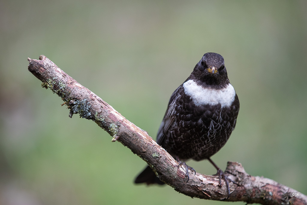 Merle à plastron (Turdus torquatus) Ring Ouzel-176.jpg