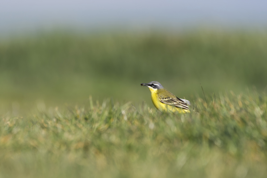 _DSC2494_DxO_DxO.jpg