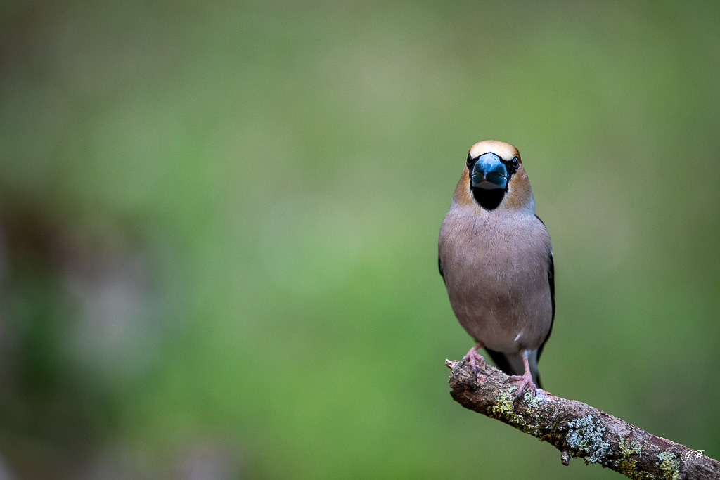 Gros Bec Casse Noyaux (Coccothraustes coccothraustes), Hawfinch-269.jpg