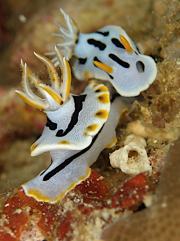 Chromodoris sp29.jpeg
