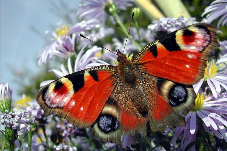 Papillon le 21.09.02.JPG