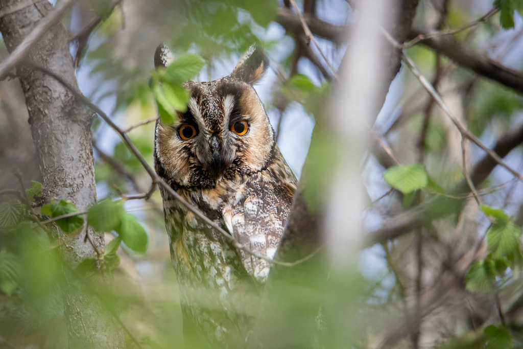 51142965334_3cc637a345_b (1).jpg