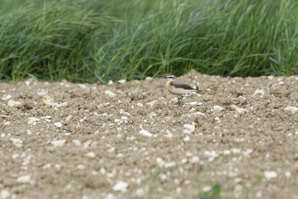_DSC4285_DxO_DxO.jpg