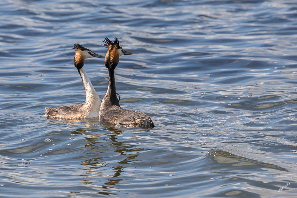Le Louroux mai 2021-6241.jpg