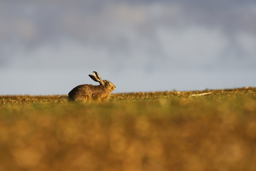 _DSC6882_DxO_DxO.jpg