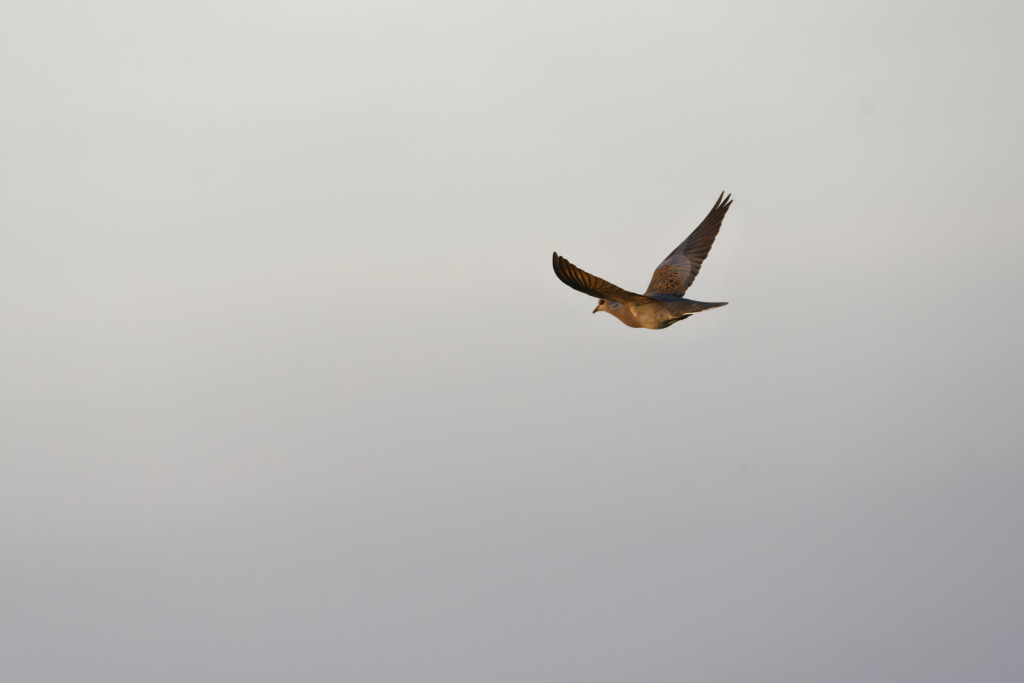 _DSC7965_DxO_DxO.jpg