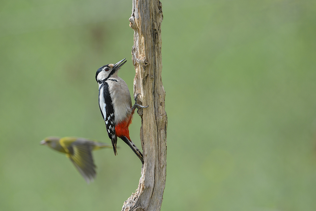 5-Quand passe le verdier.jpg