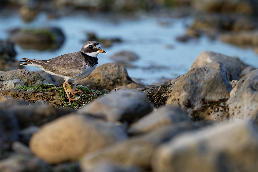 DSC_8672_DxO.jpg