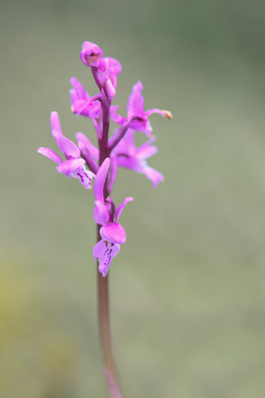 19-Orchis d'Olbia (orchis olbiensis).jpg