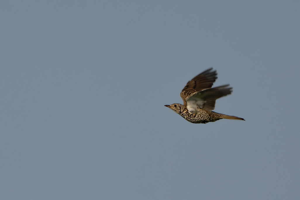 DSC_8763_DxO.jpg