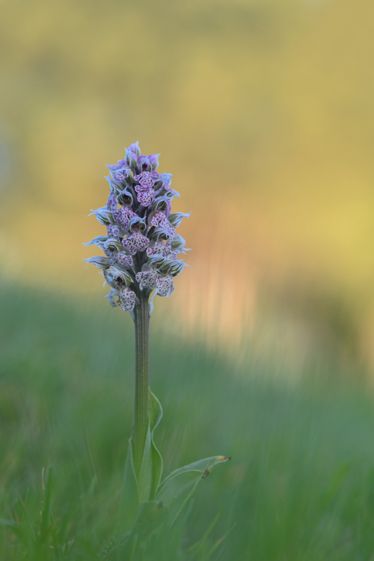 25-Orchis lacté.jpg