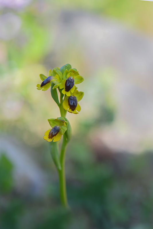 26-Ophrys jaune.jpg