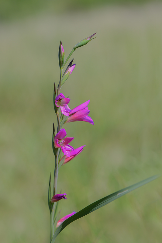 30-Glaïeul commun.jpg