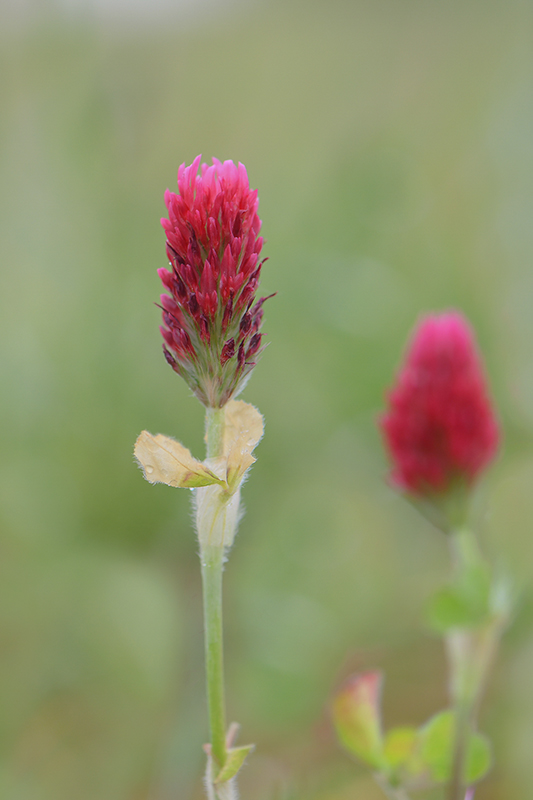 31-Trèfle incarnat.jpg