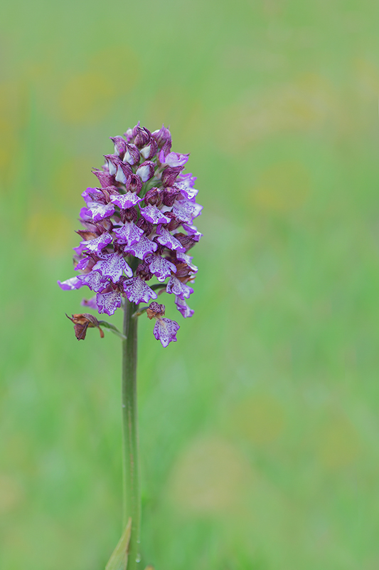 33-Orchis pourpre.jpg