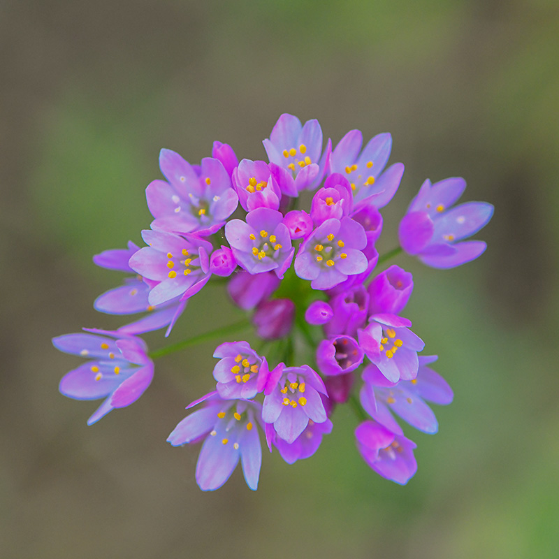 36-Ail rose sauvage.jpg