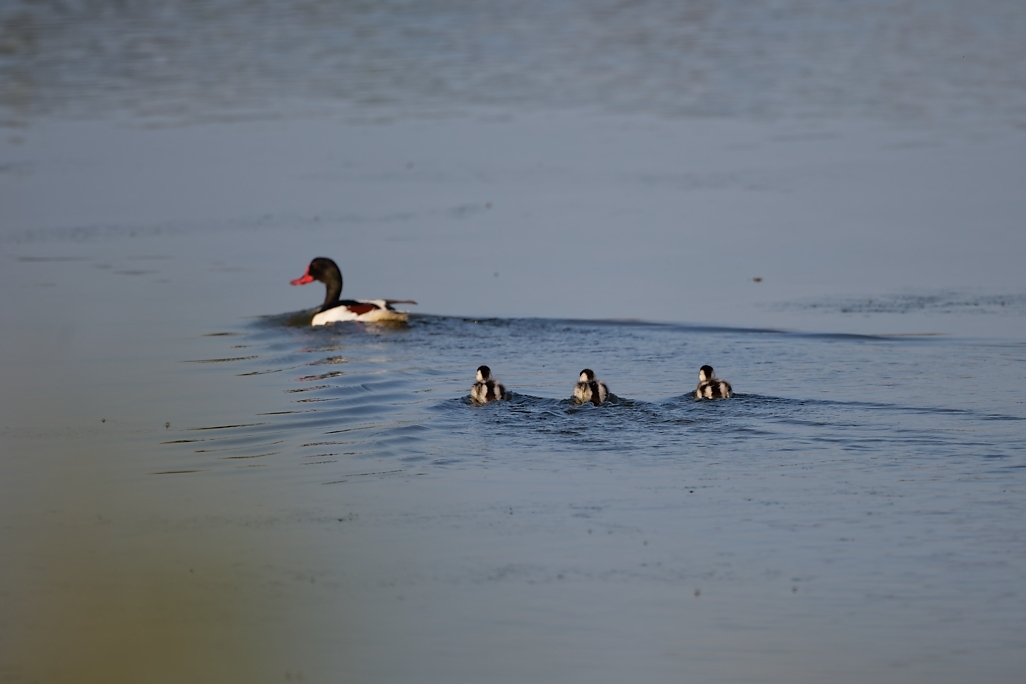 DSC_9242_DxO.jpg