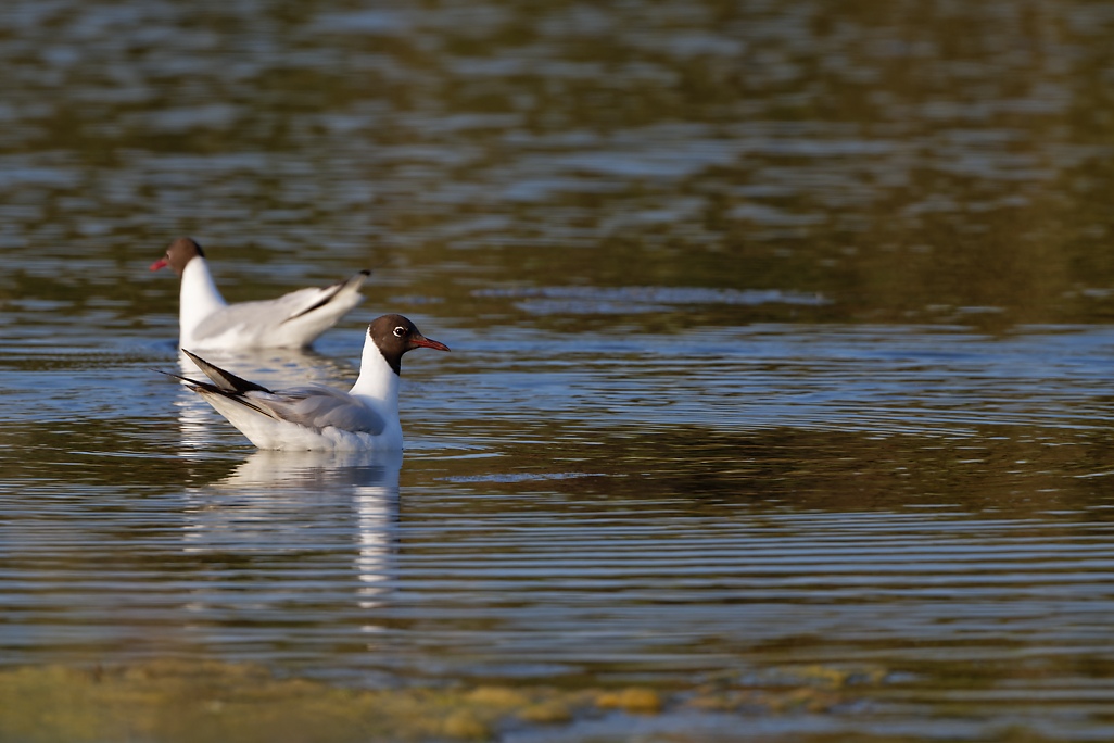 DSC_9285_DxO.jpg