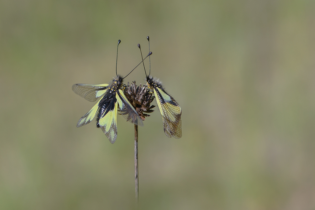 63-Ascalaphes soufrés.jpg