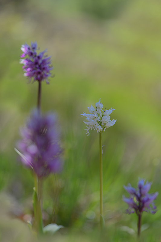 66-Orchis singe-une à forme blanche .jpg