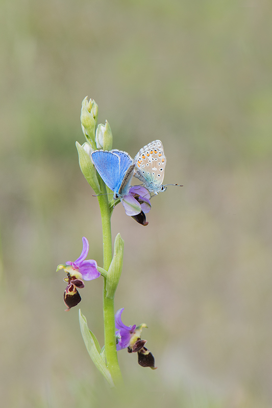 69-Argus bleu céleste suir Ophrys bécasse.jpg
