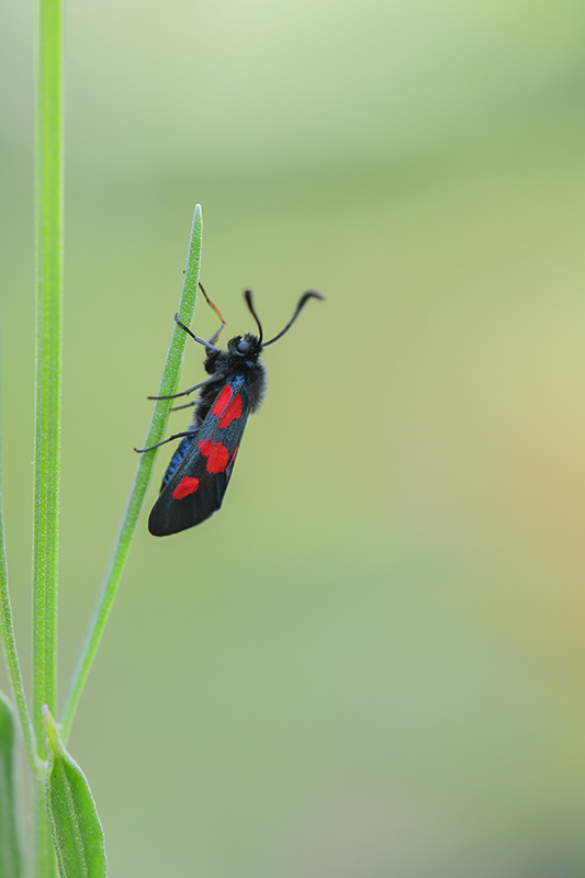 70-zygène du trèfle.jpg