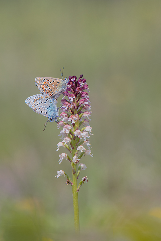 71-Argus bleu céleste sur orchis brûlé.jpg