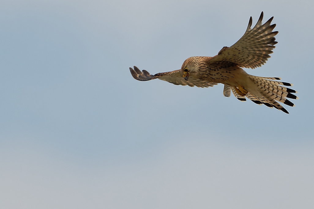 DSC_9437_DxO.jpg