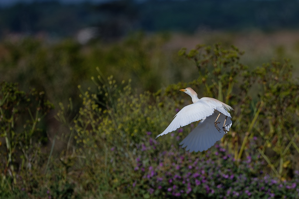 DSC_9661_DxO.jpg