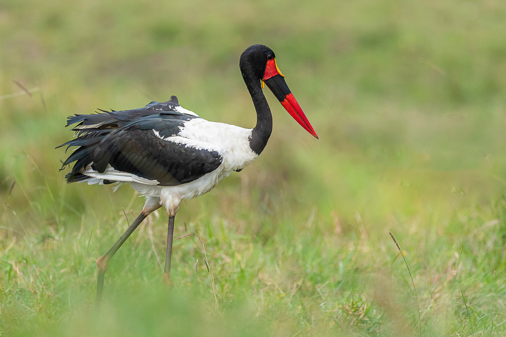 -A59I3512-Jabiru du Sénégal.jpg