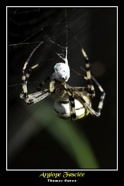 Argiope-fasciée02.jpg