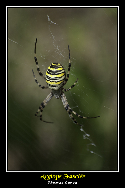 Argiope-fasciée03.jpg
