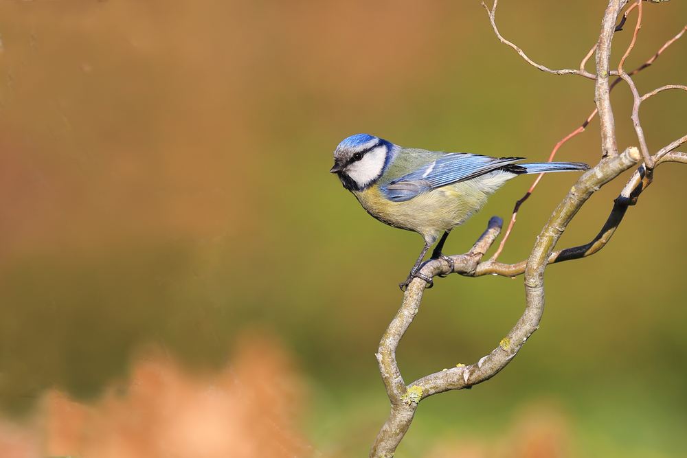 mésange bleue 1.jpg