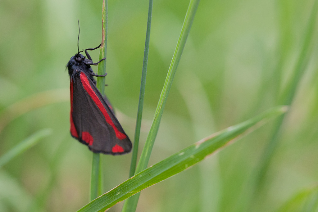 L'Ecaille du seneçon - Tyria jacobaeae  J Rivière.jpg