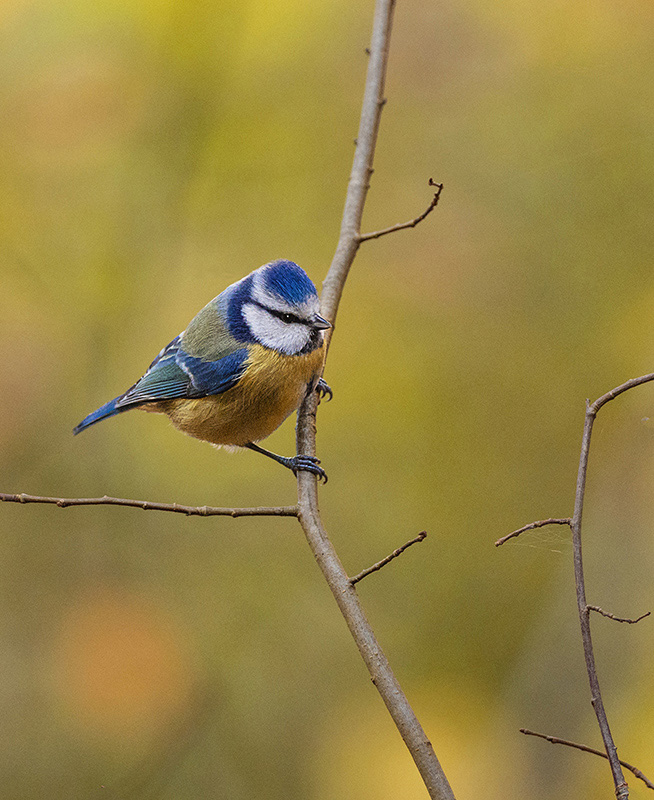 La petite bleue.jpg