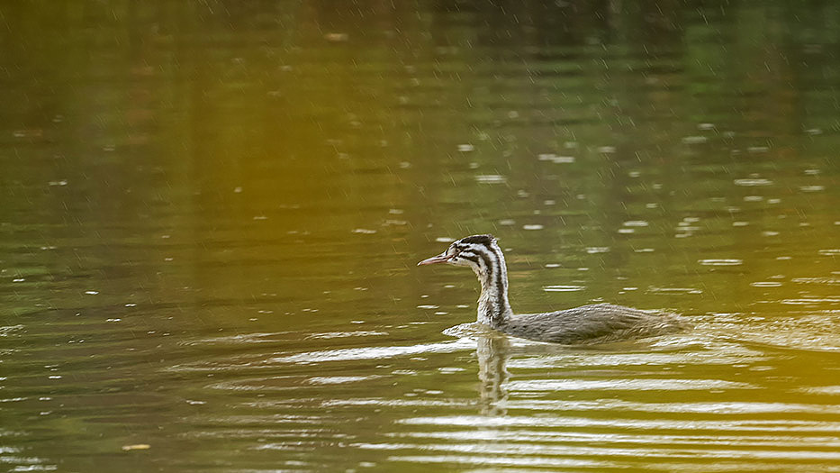 1-ronquière 02 11 2021 (374).jpg