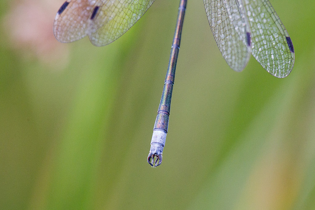 IMG_0747 J Rivière.jpg