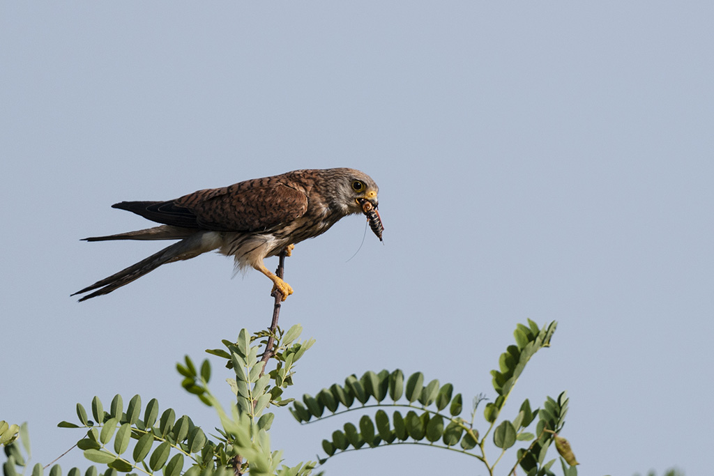 Crécerellette 05.jpg