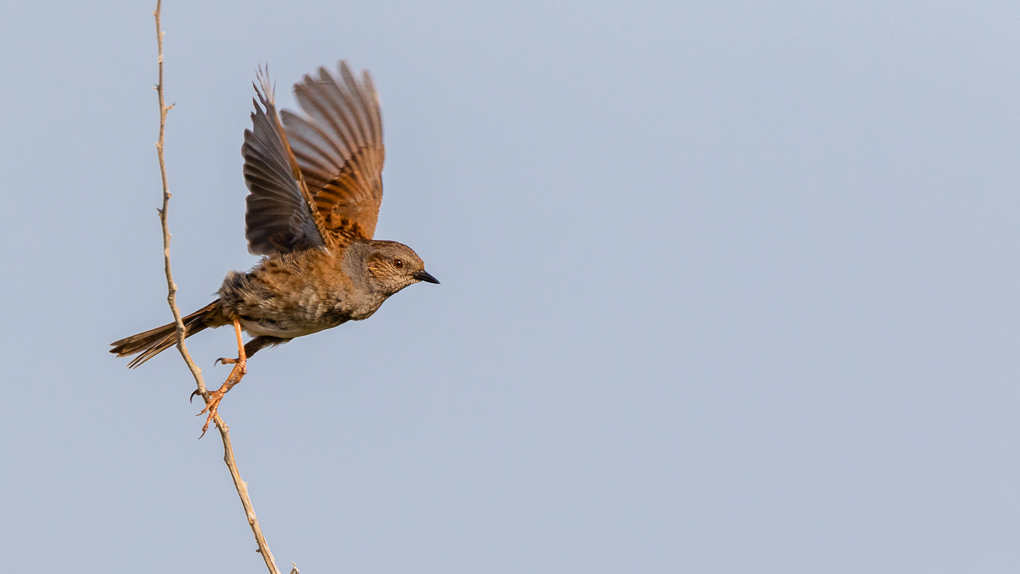 -3T1A43591  -Accenteur mouchet.jpg