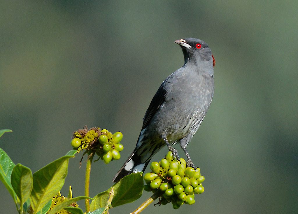 60Cotinga à huppe rouge - Papallacta.jpg