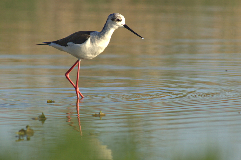 échasse blanche_1223.JPG