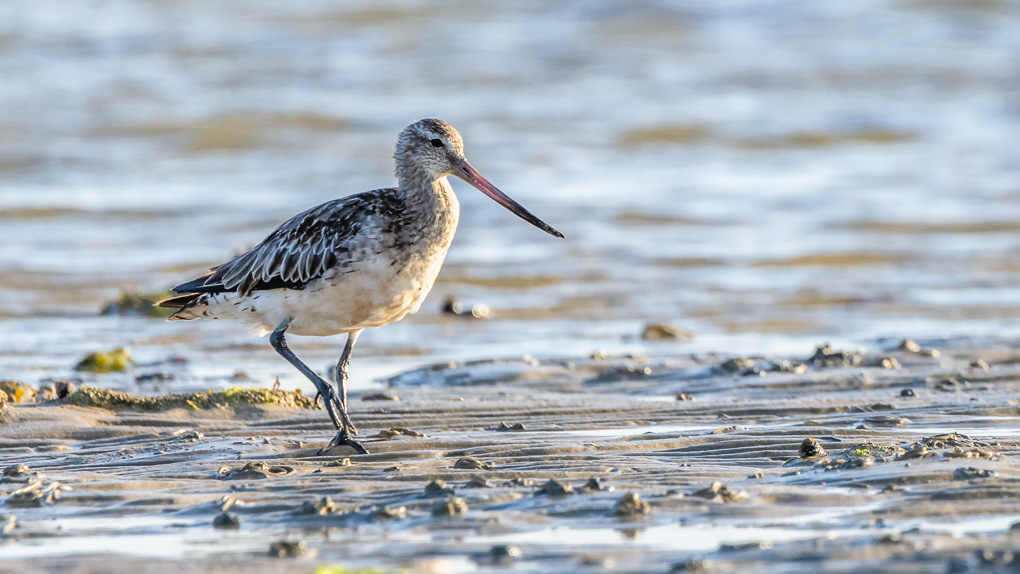 -3S8A61901-2 Barge rousse).jpg