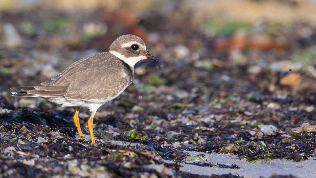 -3S8A65901-  Grand gravelot.jpg