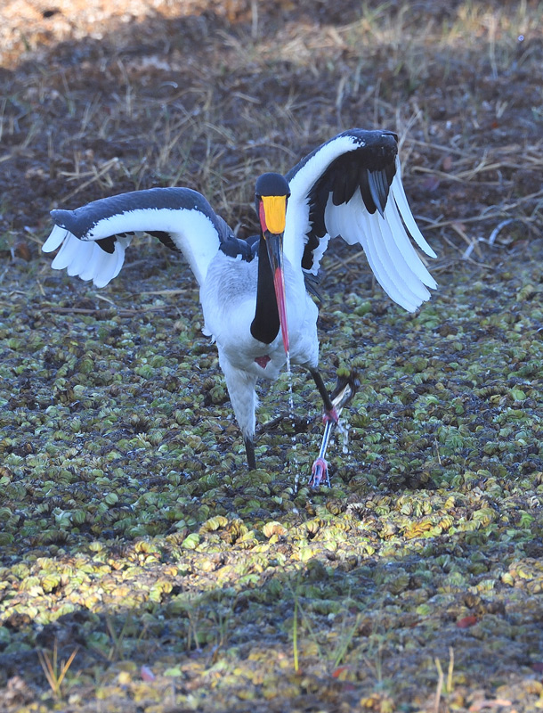 DS5_0346.jpg