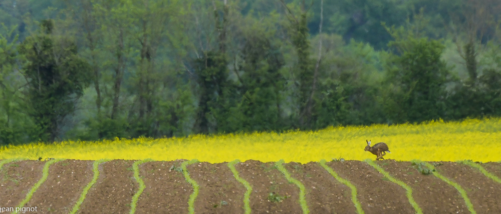 lievre 06.JPG