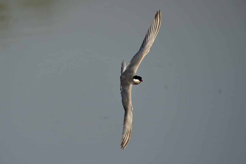 guifette_2173.JPG