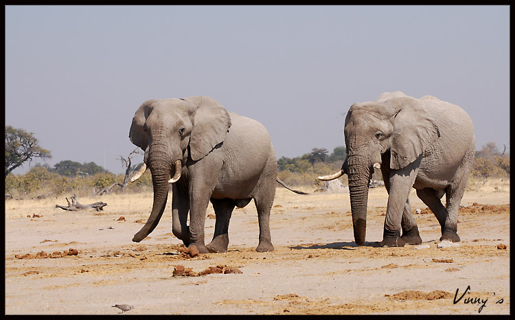 Ã©lÃ©phant-savuti046.jpg