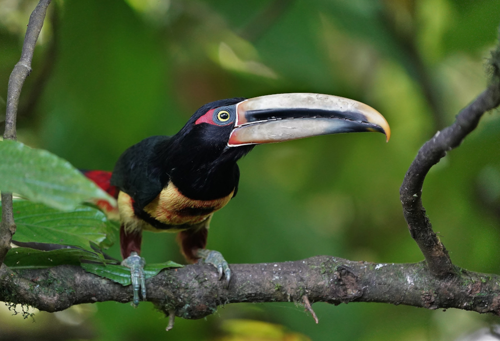 239 Araçari à bec clair - Los Bancos.JPG